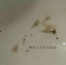 国产蝌蚪,创新科技引领未来生态养殖新篇章